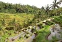 Bali Indonesia Rice Terrace v1